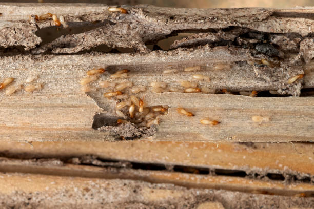 Reliable Centerville, SC Pest Control Solutions