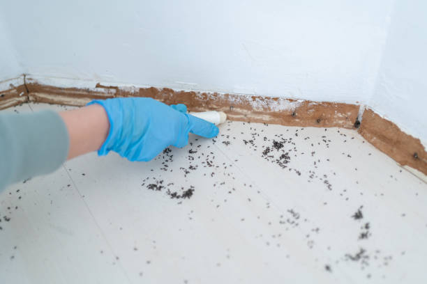 Best Insect Control  in Centerville, SC